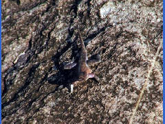 Click for larger image.