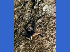 Click for larger image.