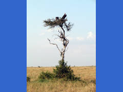 Click for larger image.