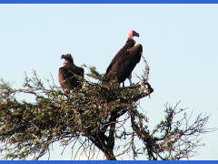 Click for larger image.