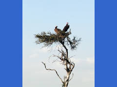 Click for larger image.