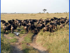 Click for larger image.