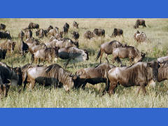 Click for larger image.