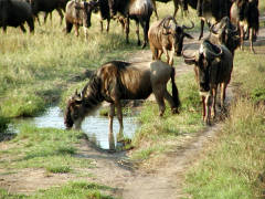 Click for larger image.