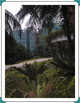 Path through the rain forest from the Garden Wing