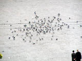 23-Oct-2001 12:52 - Amsterdam - Pigeons in Dam Square