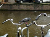 26-Jan-2001 12:25 - Amsterdam - Bicycles near the Prinsengracht