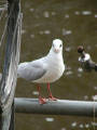 26-Jan-2001 12:25 - Amsterdam - A pigeon