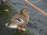 26-Jan-2001 12:33 - Amsterdam - A duck