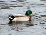 26-Jan-2001 12:34 - Amsterdam - A duck