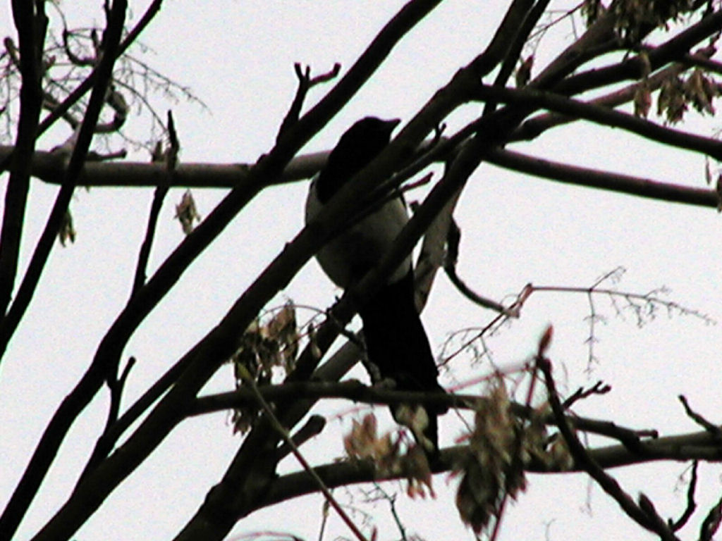 Bird in the Tiergarten