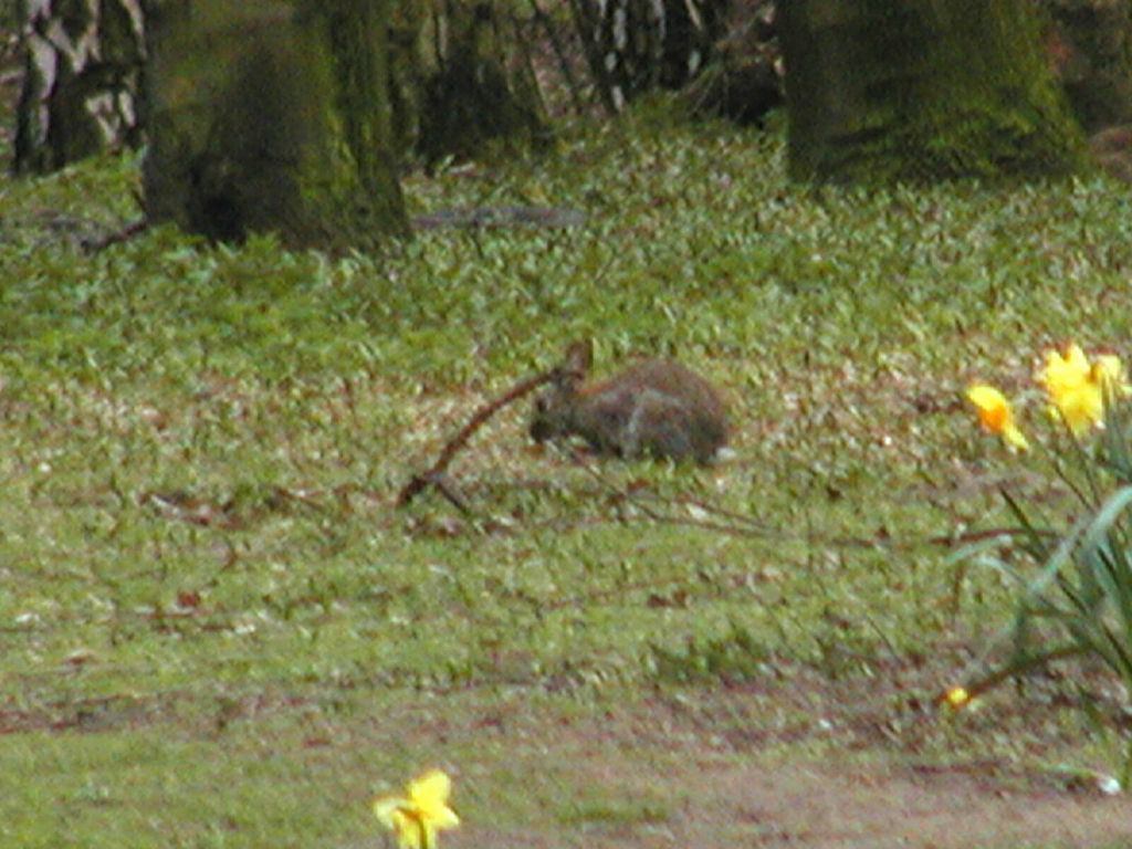 Rabbit in the Tiergarten