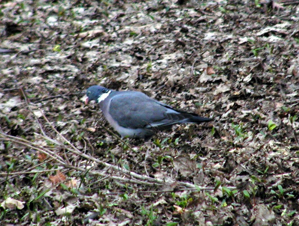 Pigeon in the Tiergarten
