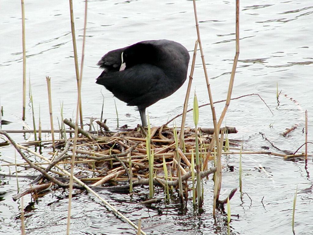 Charlottenburg - Water bird in the Palace Park