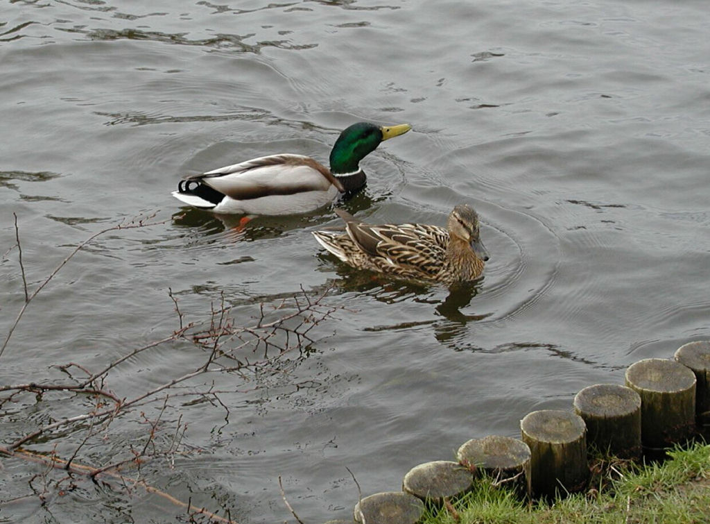 Charlottenburg - Water birds in the Palace Park
