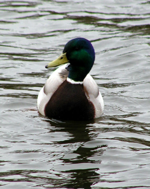 Charlottenburg - Water bird in the Palace Park