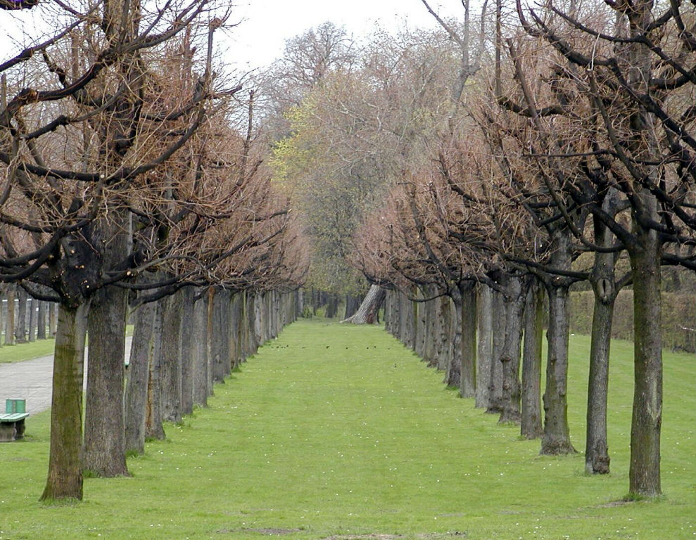 Charlottenburg - Avenue of trees in the Palace Park