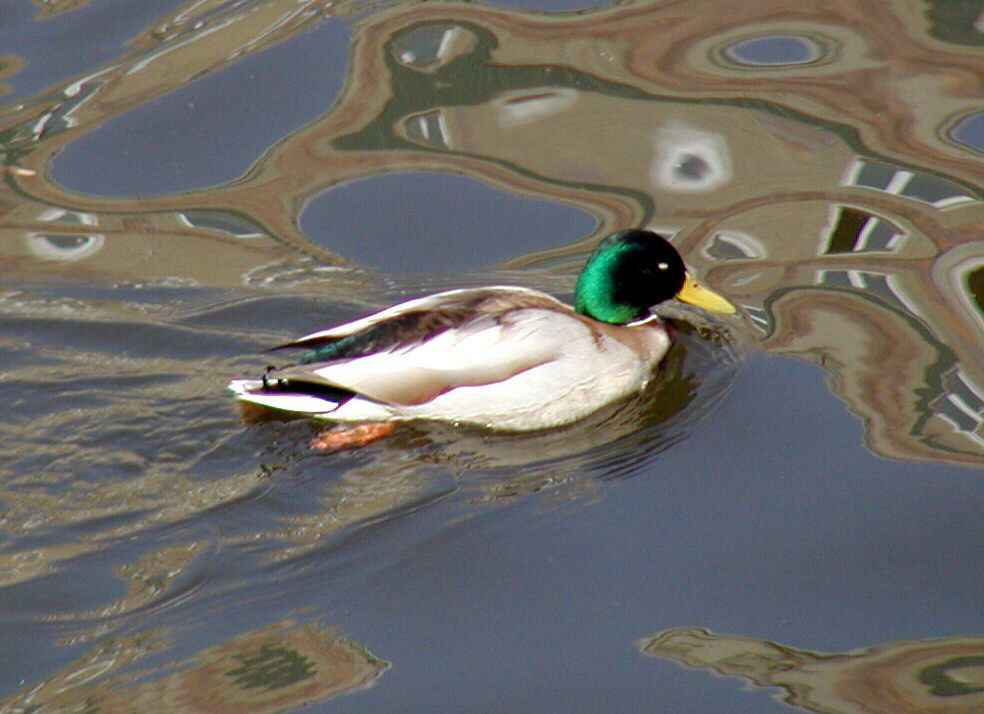Duck on the River Spree