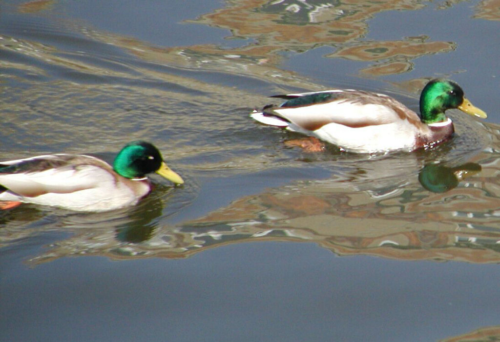 Ducks on the River Spree