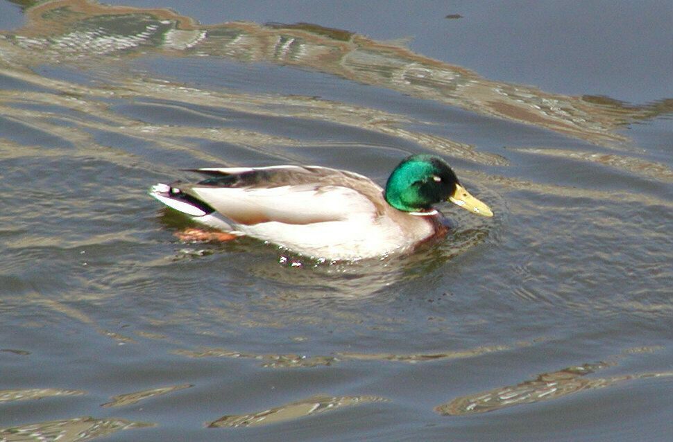 Duck on the River Spree