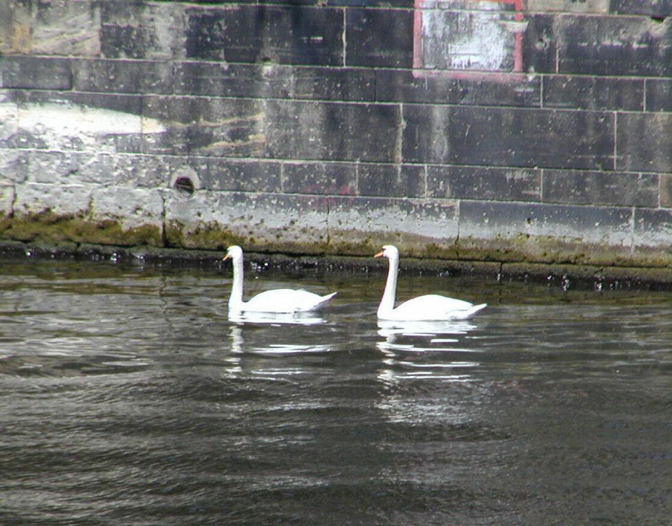 Swans on the River Spree