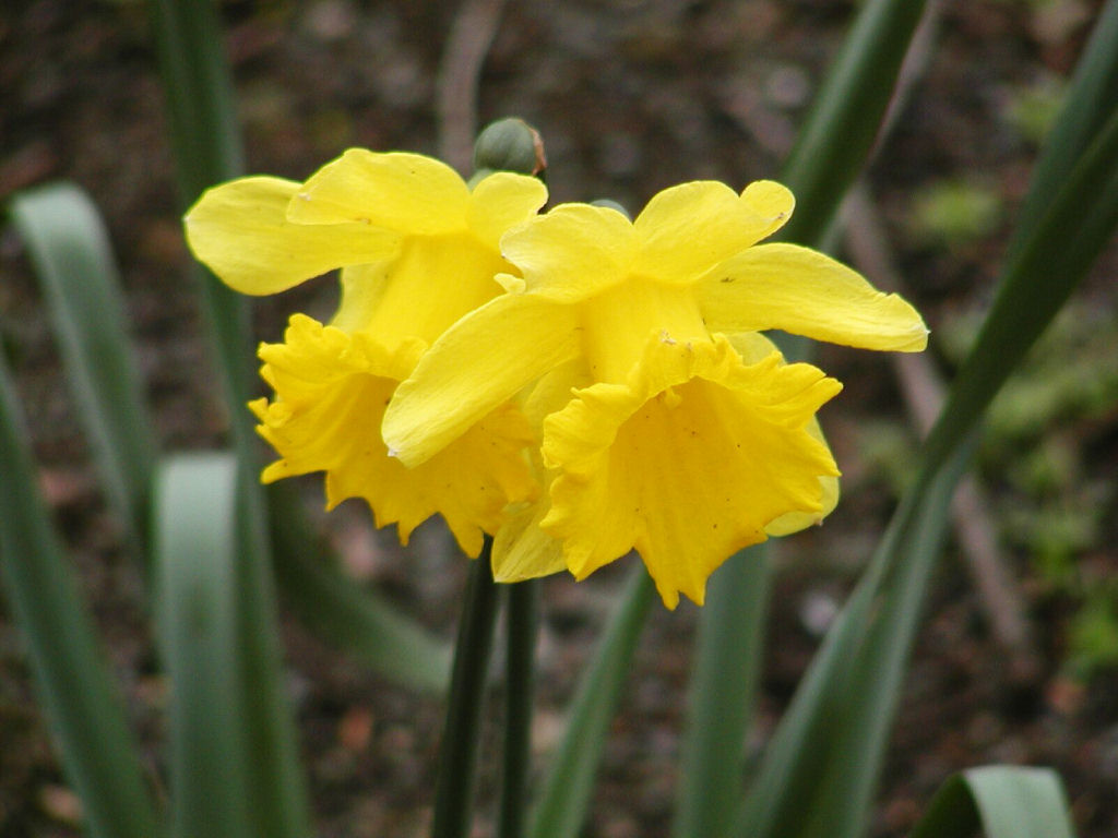 Tiergarten - Daffodils