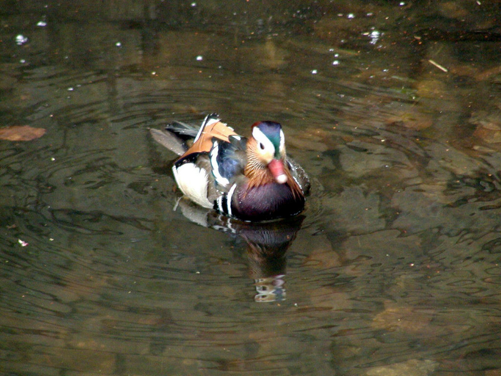 Tiergarten - Duck