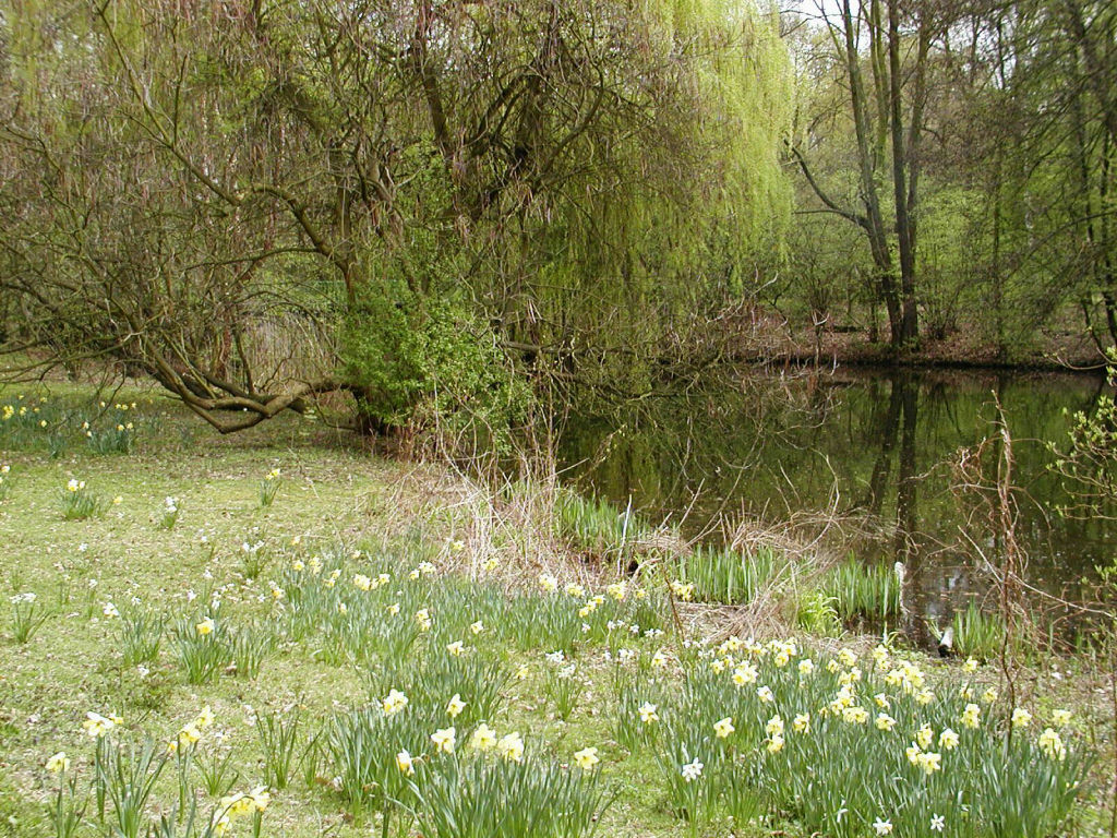 Trees around a small lake
