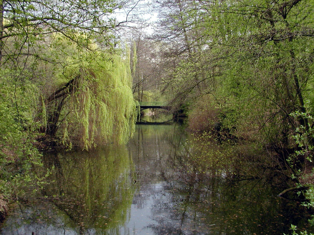 Trees around a small lake
