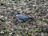 Pigeon in the Tiergarten