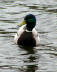 Charlottenburg - Water bird in the Palace Park