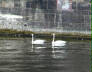 Swans on the River Spree