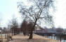 Trees in Lustgarten