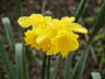 Tiergarten - Daffodils