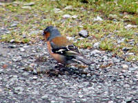 Click for larger image.