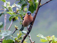 Click for larger image.