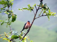 Click for larger image.