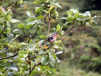 Click for larger image.