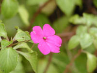 Click for larger image.