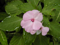 Click for larger image.