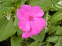 Click for larger image.