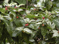 Click for larger image.