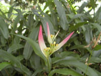 Click for larger image.