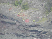 Click for larger image.