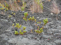 Click for larger image.