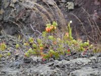 Click for larger image.