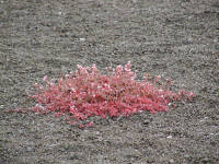 Click for larger image.