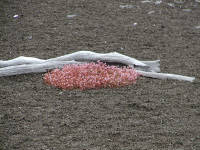 Click for larger image.