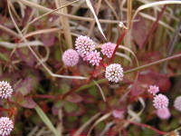 Click for larger image.