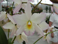 Click for larger image.